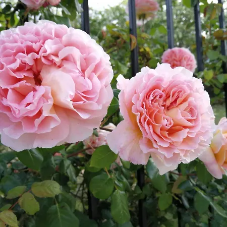 Wonderful Family With Sea View Bjala