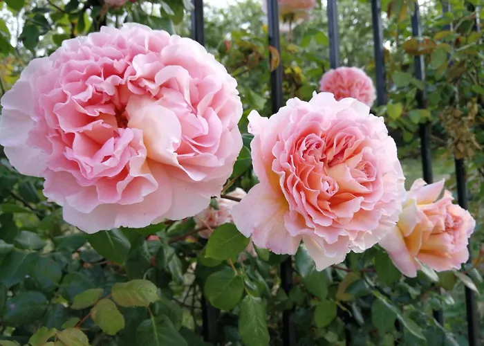 Wonderful Family With Sea View Byala (Varna)